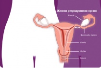 ��� 1000 �������� �� ���������� �� ����������� �� HPV