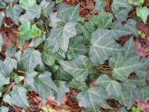 ������� ����� �������������� ����