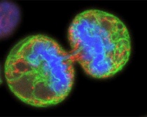 ����� �� ���� �� ����������?