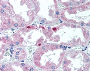 ��� ������ ������ ����� ���?