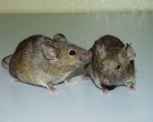 ������� � ��������, ��������� ����������� �������