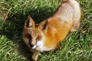 ������� ������������� ������ ���