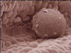 ������� ������� � ������� �� ������������